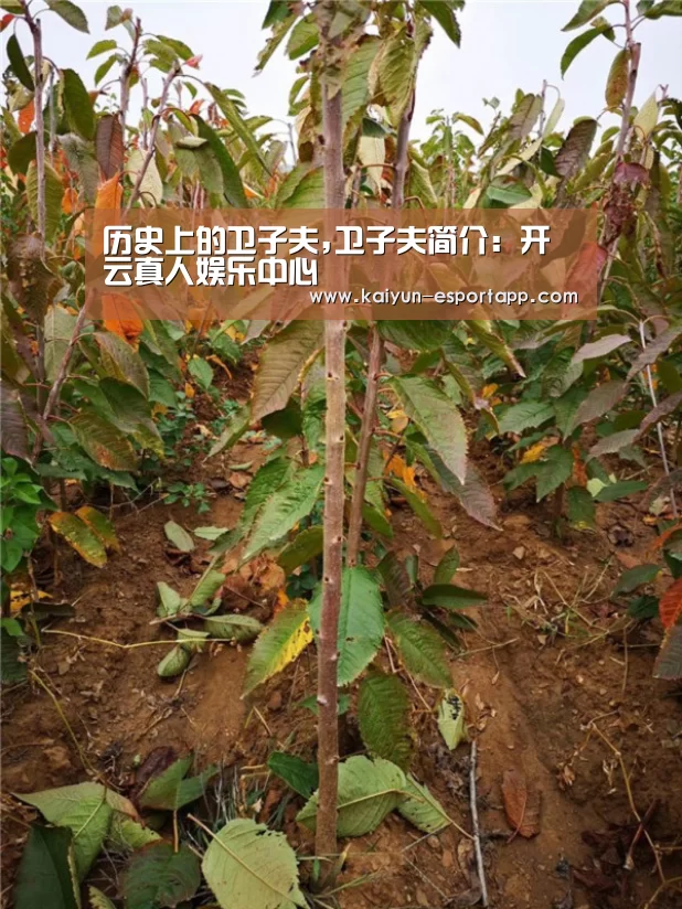 开云真人娱乐中心