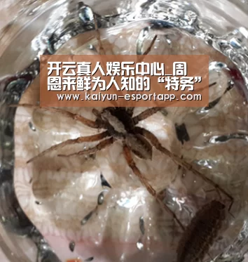 开云电竞APP